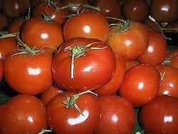 pomodori