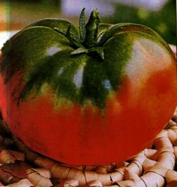 pomodoro costoluto