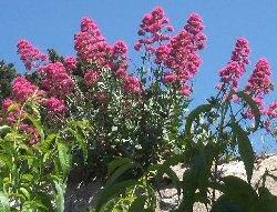 Valeriana rossa