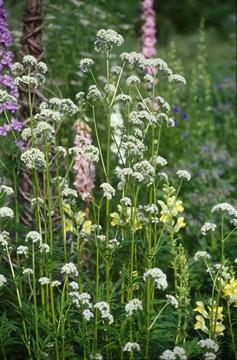 Valeriana fiori