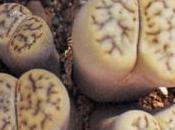 Lithops
