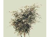 Ficus benjamin inverno