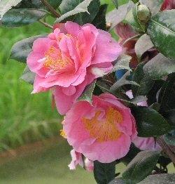 Camelia