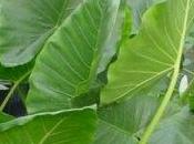 Ingiallimento Alocasia