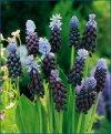 Muscari - Muscari armeniacum - Giardino - Bulbi