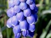 Muscari