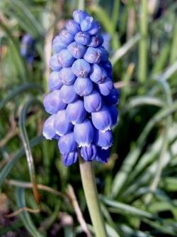 muscari