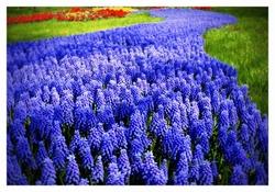 muscari in serie