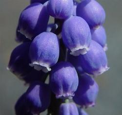 muscari blu