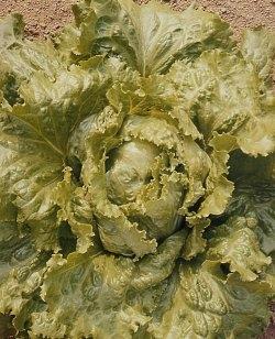 lattuga cavolo di napoli