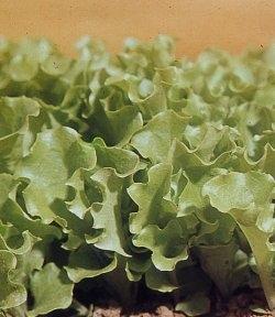 lattuga riccia di trieste