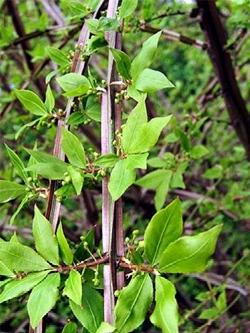 euonymus alata