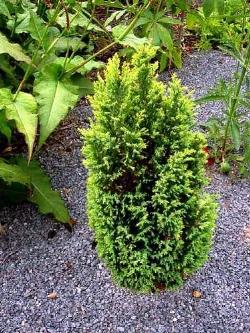 juniperus communis compressa