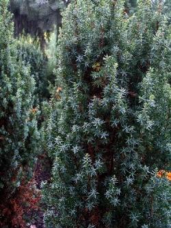 juniperus communis meyer