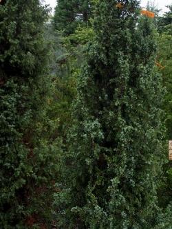 juniperus communis hibernica