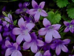 campanula portenschlagiana