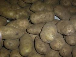 Patate gialle