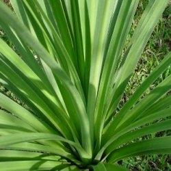 foto dracena