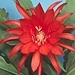 Epiphyllum