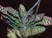 Gasteria