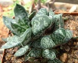 Gasteria