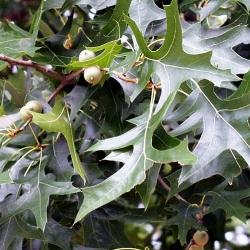 quercus palustris habitus