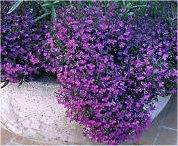lobelia