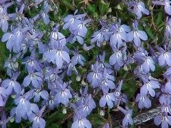 lobelia