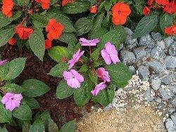 impatiens2 