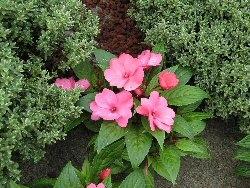 impatiens