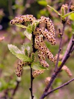 betula humilis