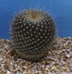 Mammillaria