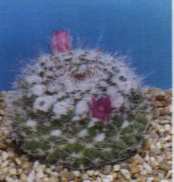 Mammillaria