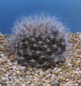 Mammillaria - Mammillaria - Giardino - Piante Grasse