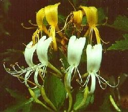 lonicera japonica