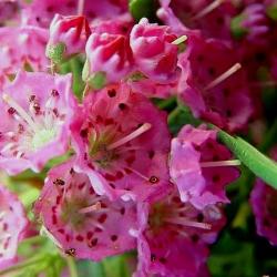 kalmia angustifolia rubra
