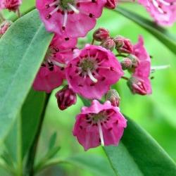 kalmia angustifolia