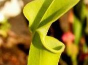 Sarracenia