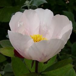 Peonia