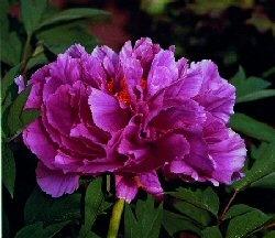 Peonia