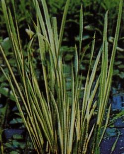 acorus variegatus
