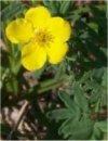 La potentilla - Potentilla - Giardino - Piante da Giardino