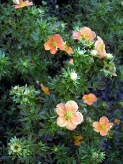 potentilla fructicosa red ace