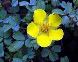 potentilla eriocarpa