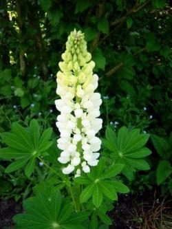 lupinus x hybridus