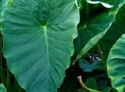 Colocasia