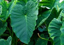 foto colocasia