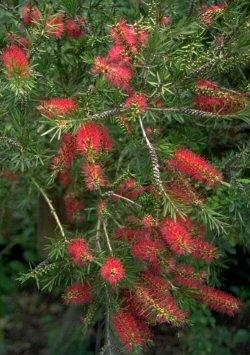 callistemon