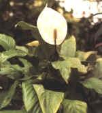 Spathiphyllum