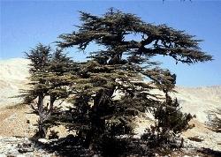 cedrus libani